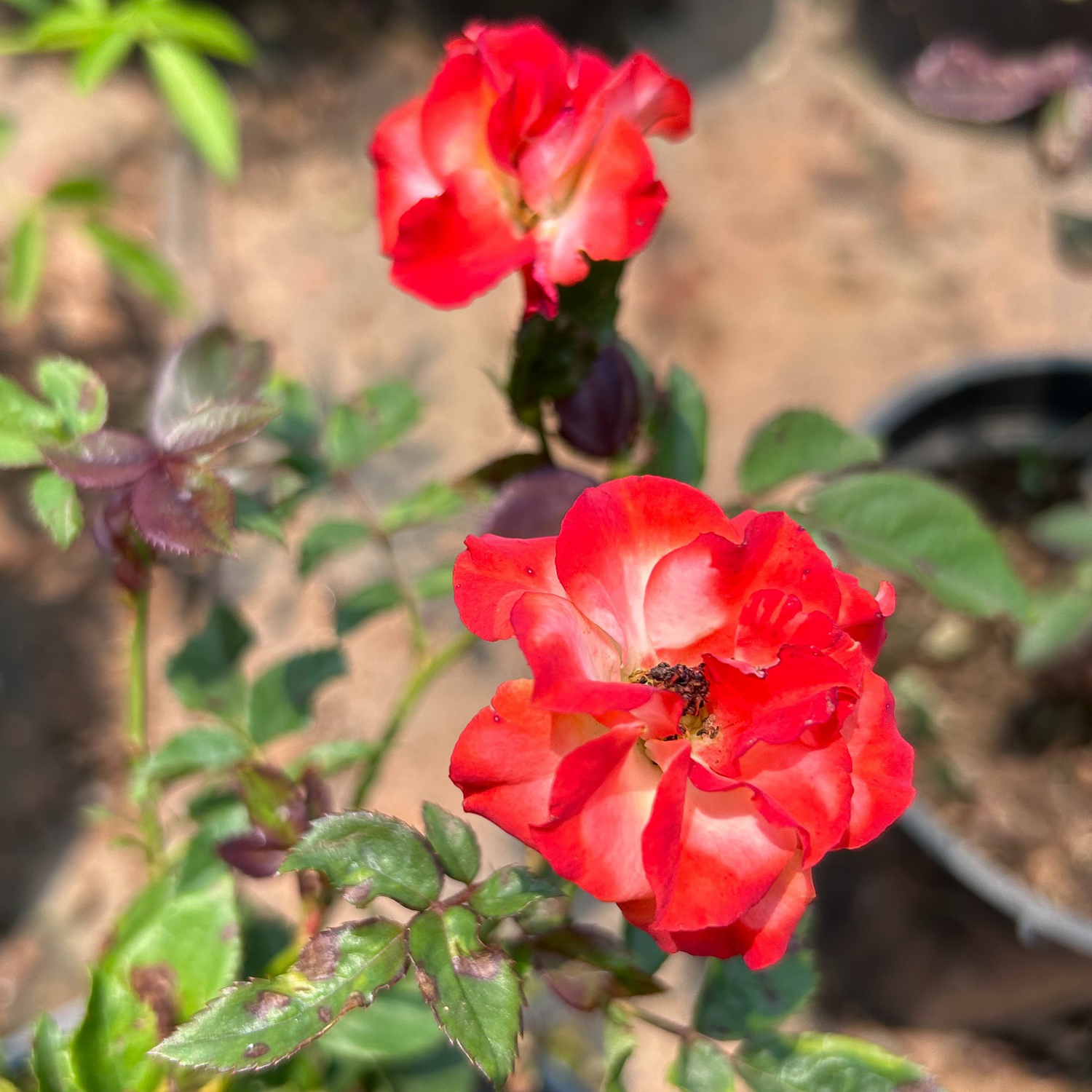 Orange and White Double Coloured Grafted Rose Rare Flowering Live Plant