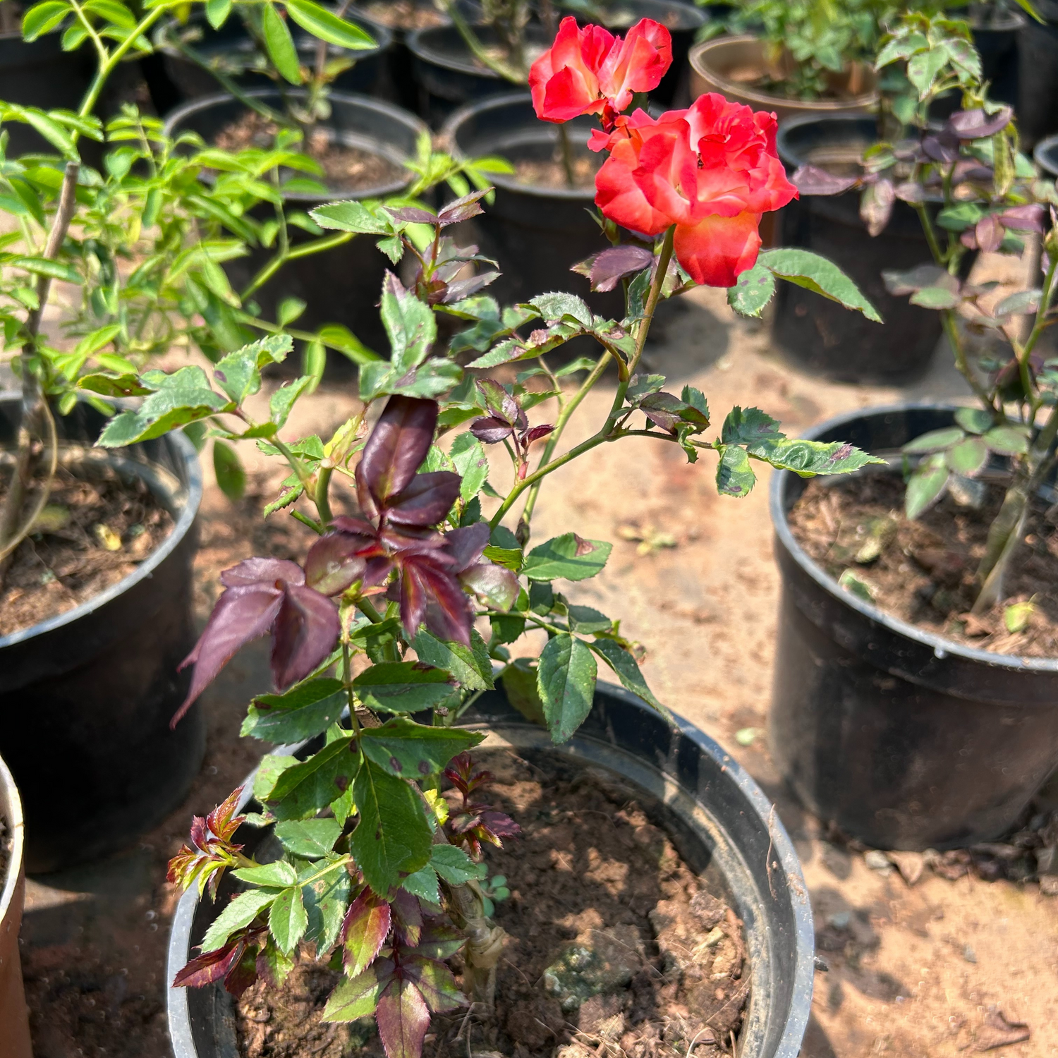 Orange and White Double Coloured Grafted Rose Rare Flowering Live Plant