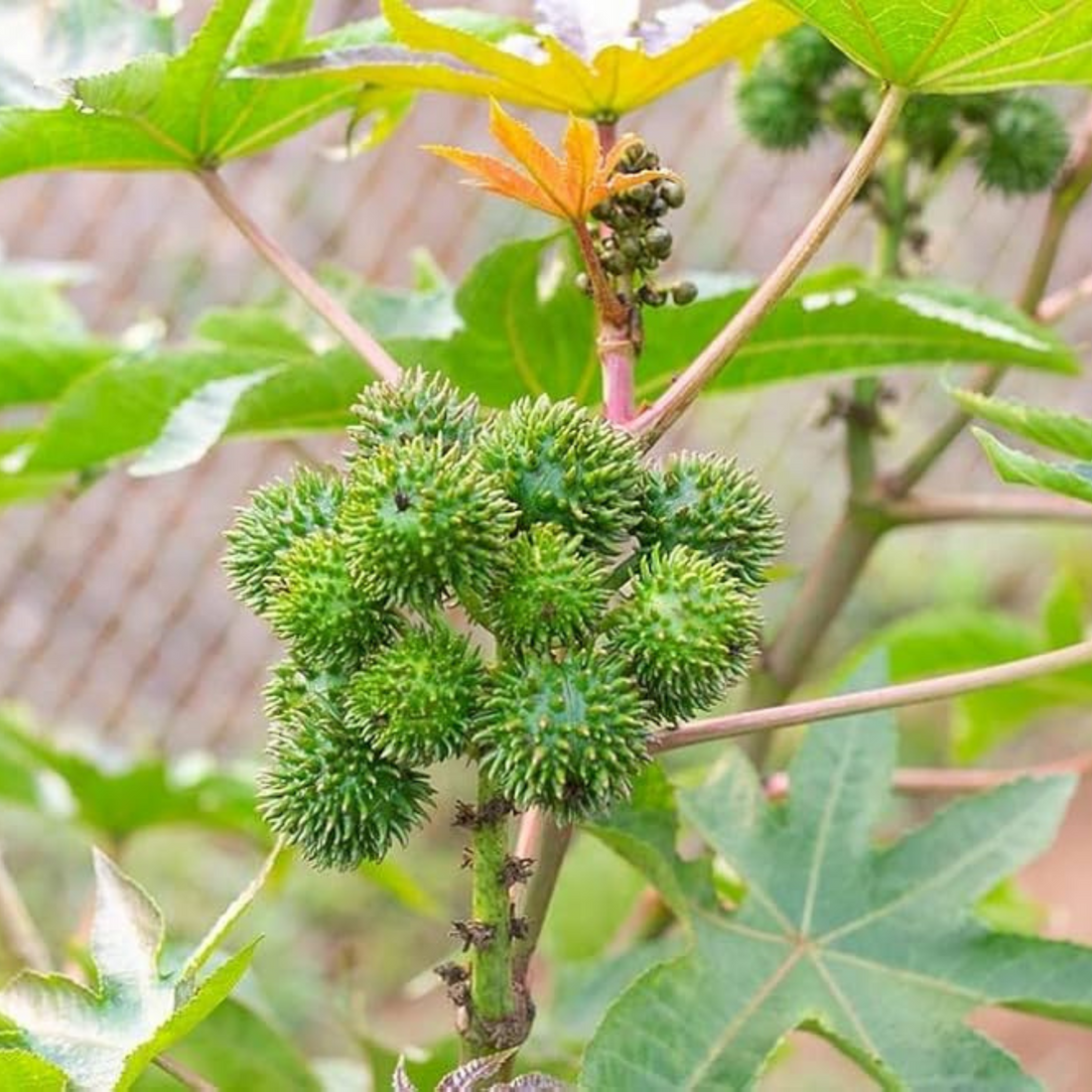 Organic Aamanakku Vithai / Castor Seeds - Open Pollinated