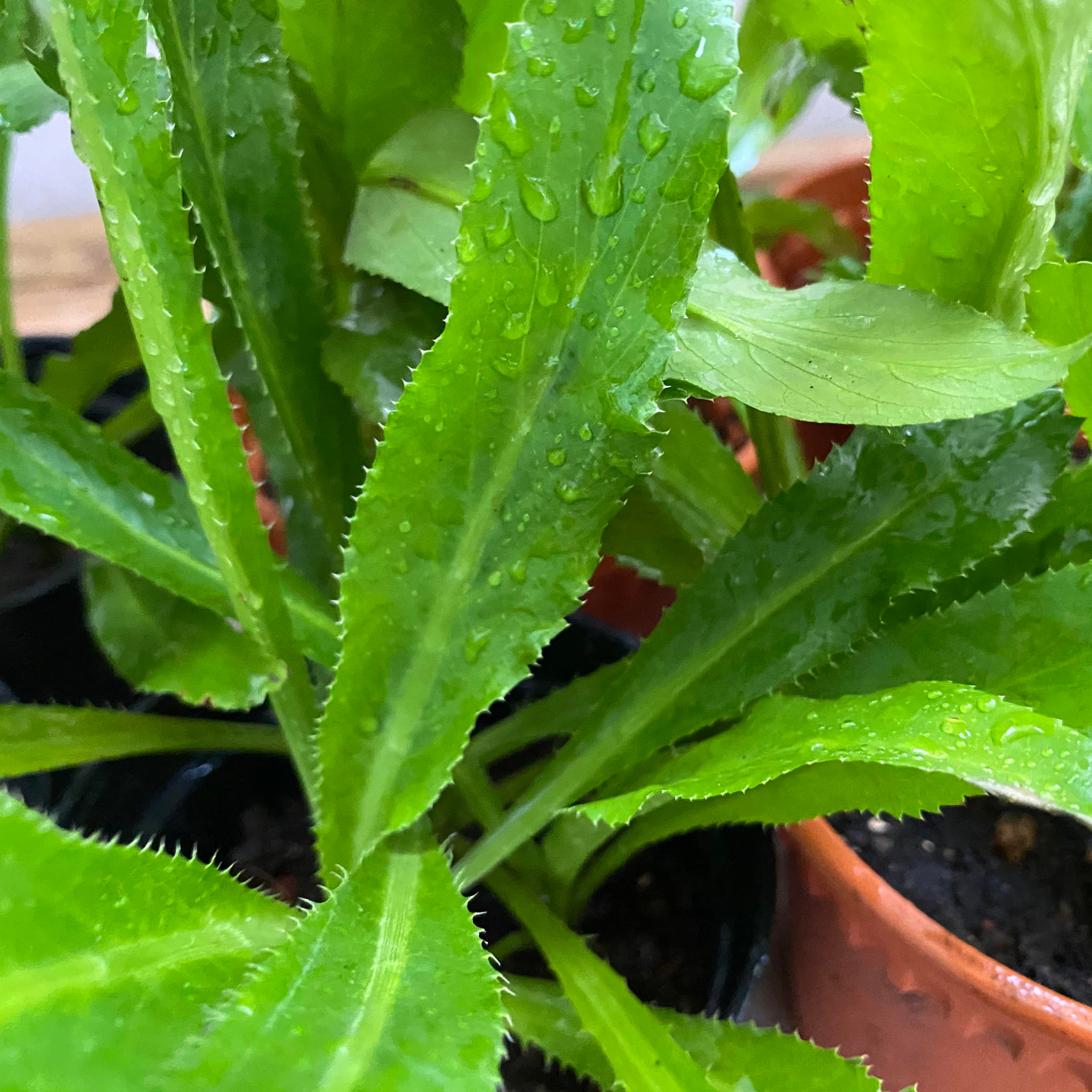 Organic African Coriander / Culantro Spice Plant