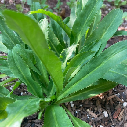 Organic African Coriander / Culantro Spice Plant