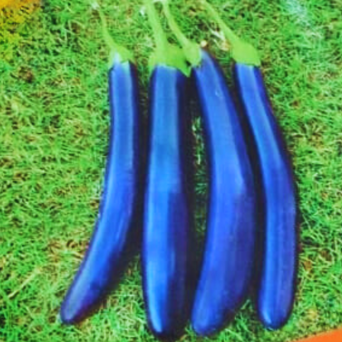 Organic Blue Long Brinjal Seeds - Open Pollinated