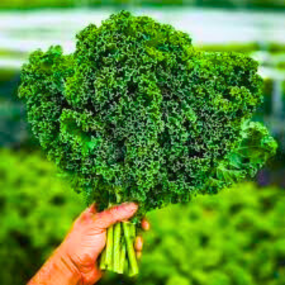 Organic Curly Kale (केल के बीज) Seeds - Open Pollinated