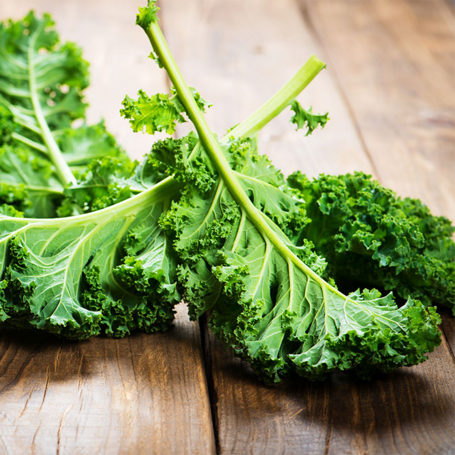 Organic Curly Kale (केल के बीज) Seeds - Open Pollinated