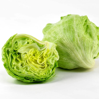 Organic Iceberg Lettuce Seeds - Open Pollinated