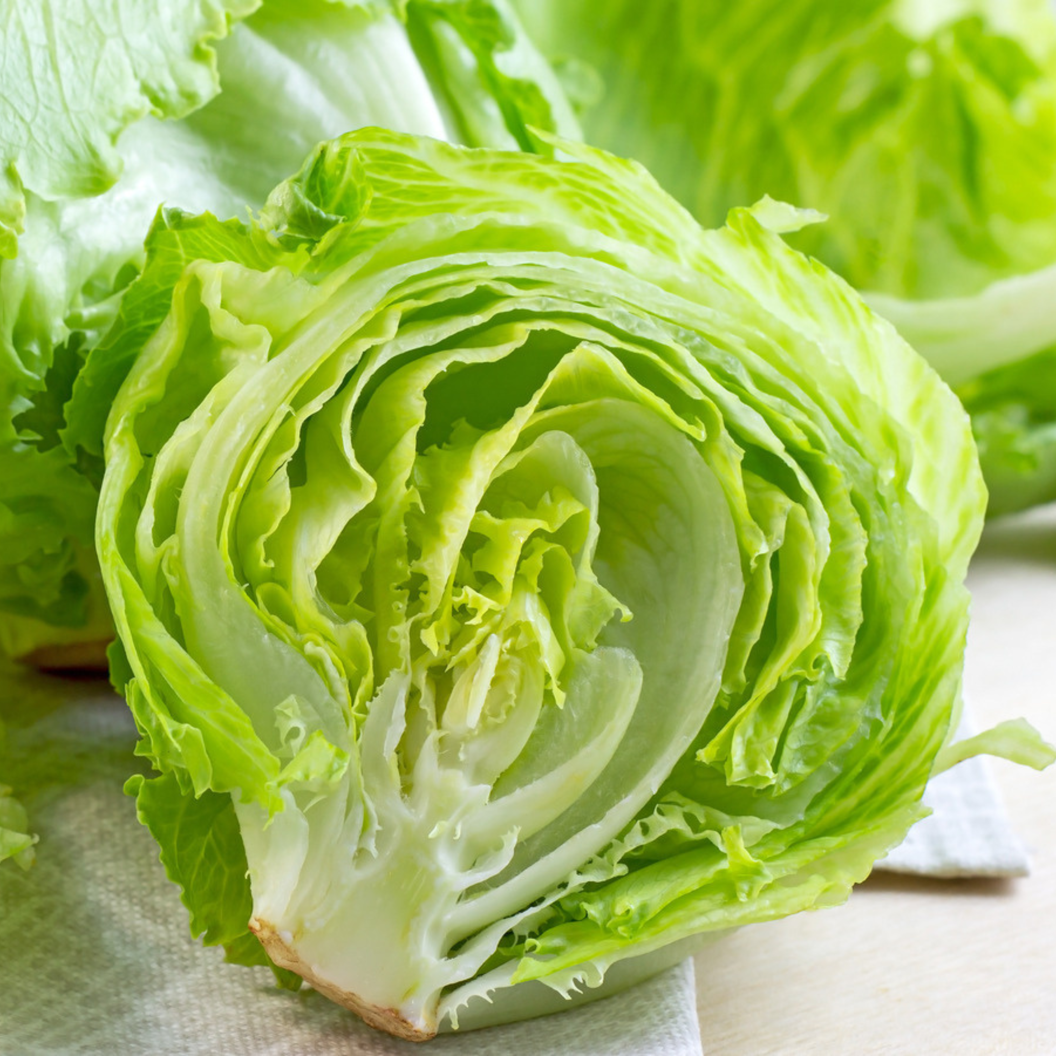 Organic Iceberg Lettuce Seeds - Open Pollinated