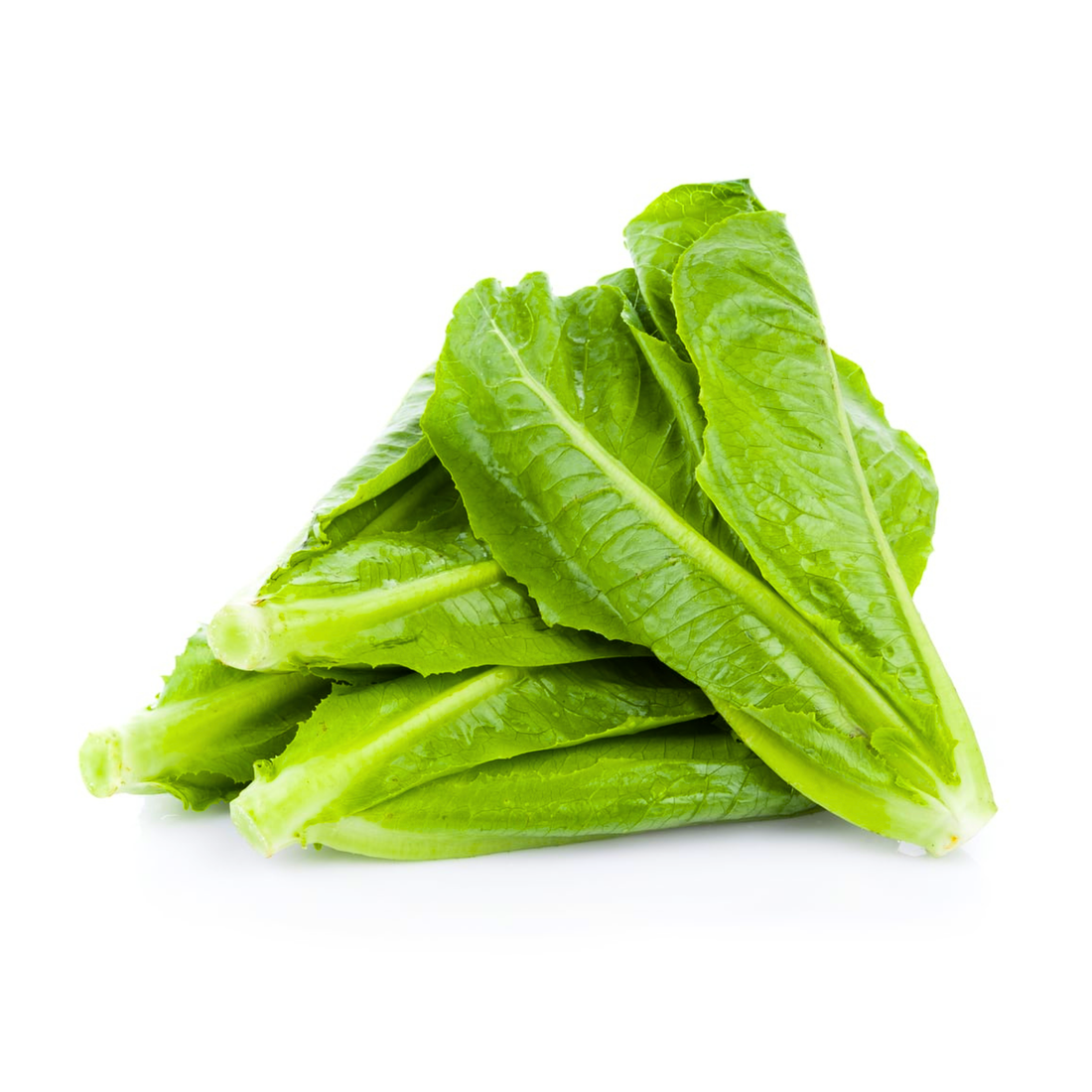 Organic Romaine Lettuce Seeds - Open Pollinated