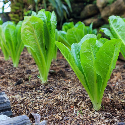 Organic Romaine Lettuce Seeds - Open Pollinated