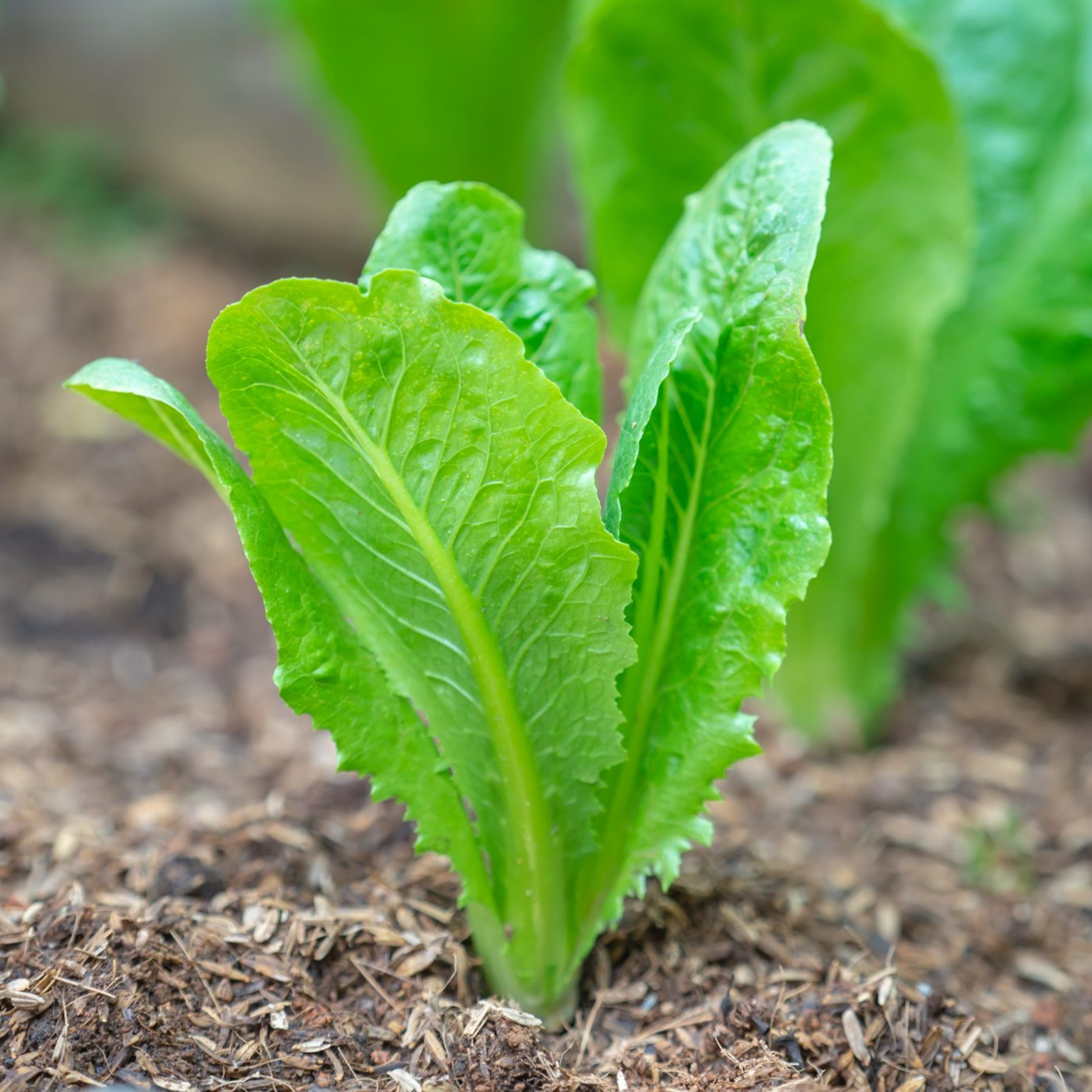 Organic Romaine Lettuce Seeds - Open Pollinated