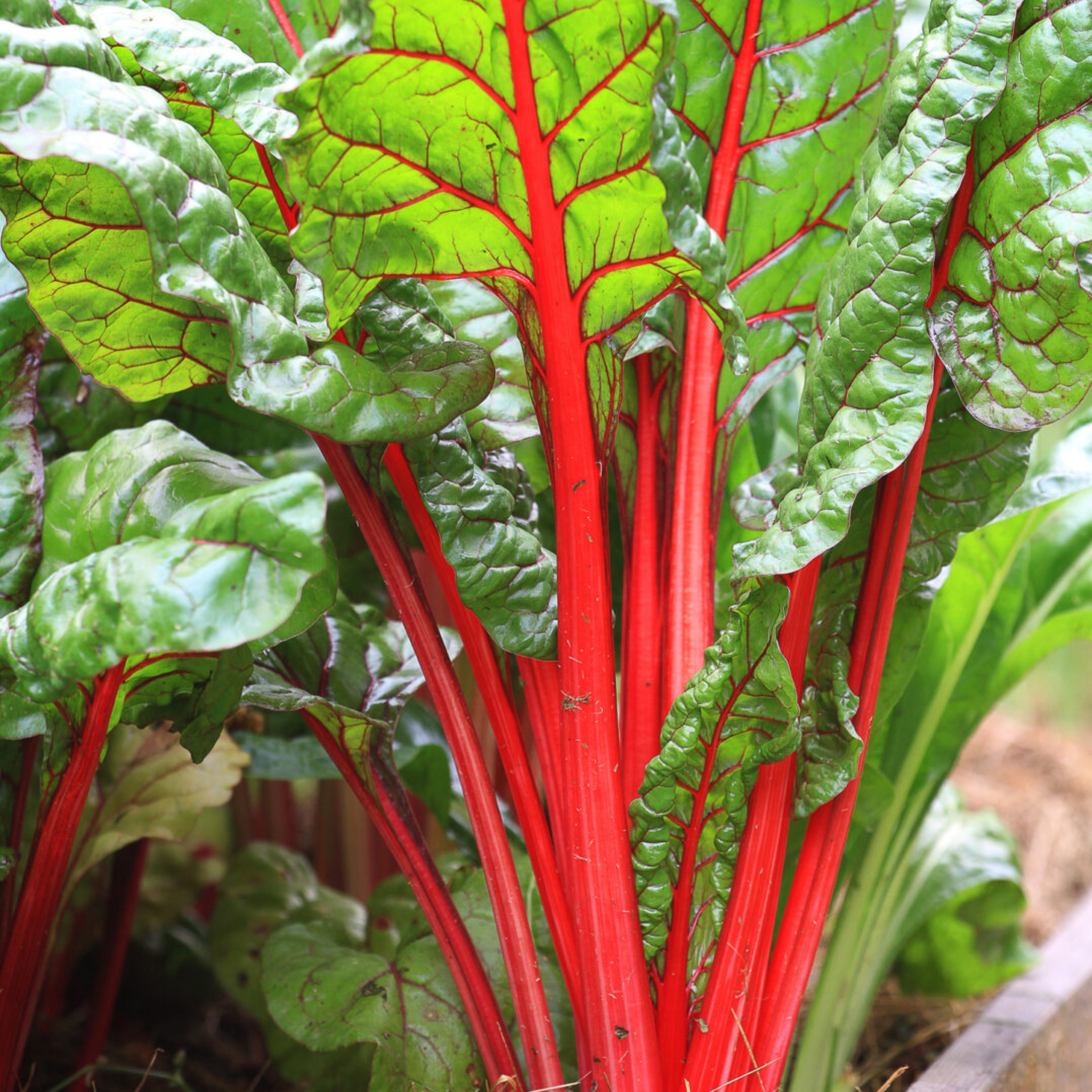 Organic Swiss Chard Red (स्विस चर्ड रेड) Seeds - Open Pollinated