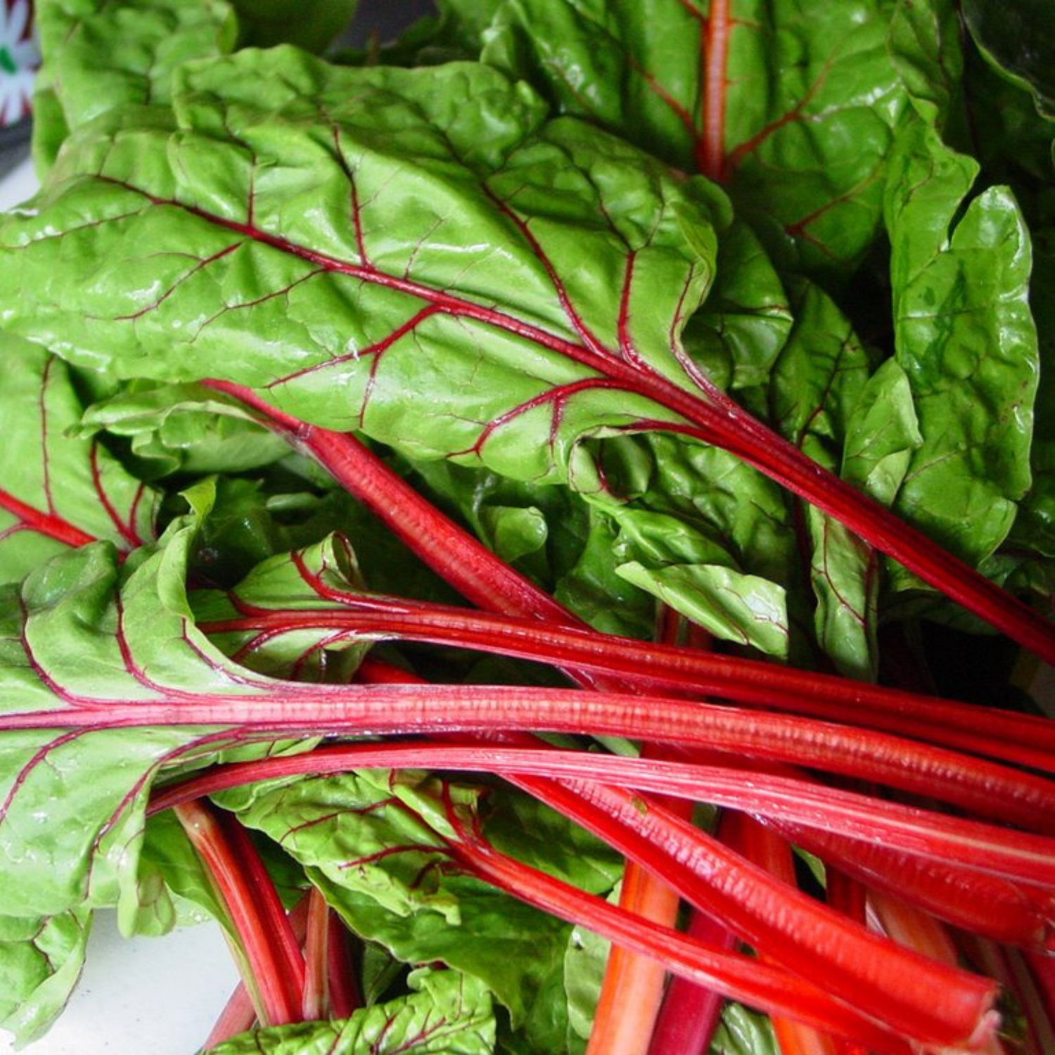 Organic Swiss Chard Red (स्विस चर्ड रेड) Seeds - Open Pollinated