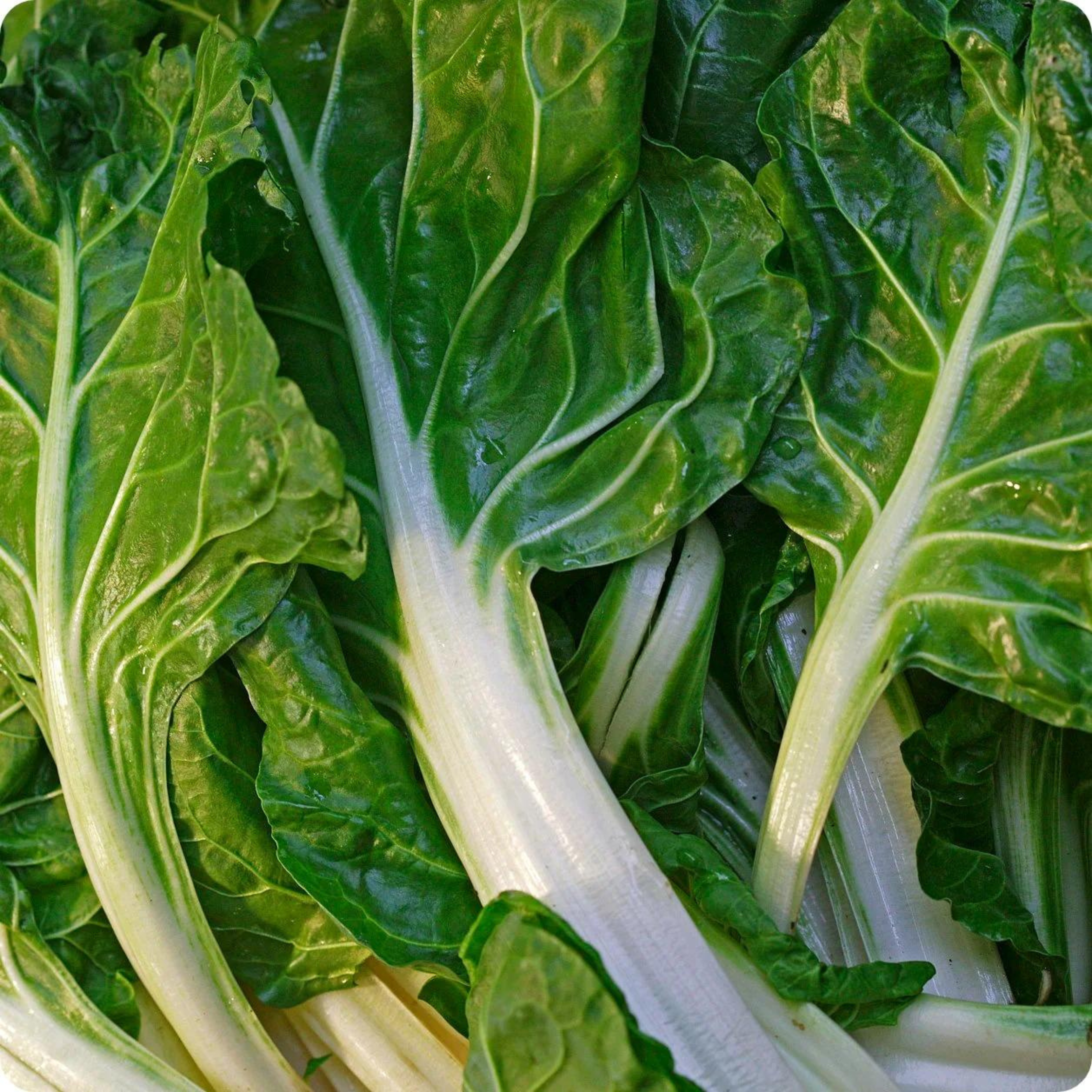 Organic Swiss Chard (स्विस चार्ड के बीज) Seeds - Open Pollinated