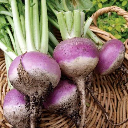 Organic Turnip Purple Top (शलजम) Seeds - Open Pollinated