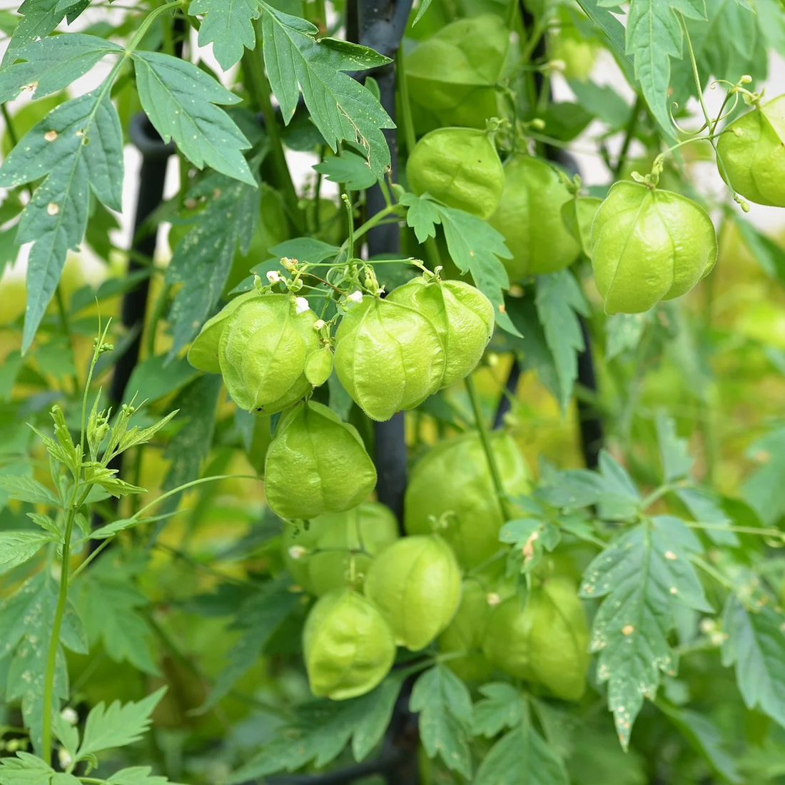 Organic Uzhinja / Balloon Vine Seeds - Open Pollinated
