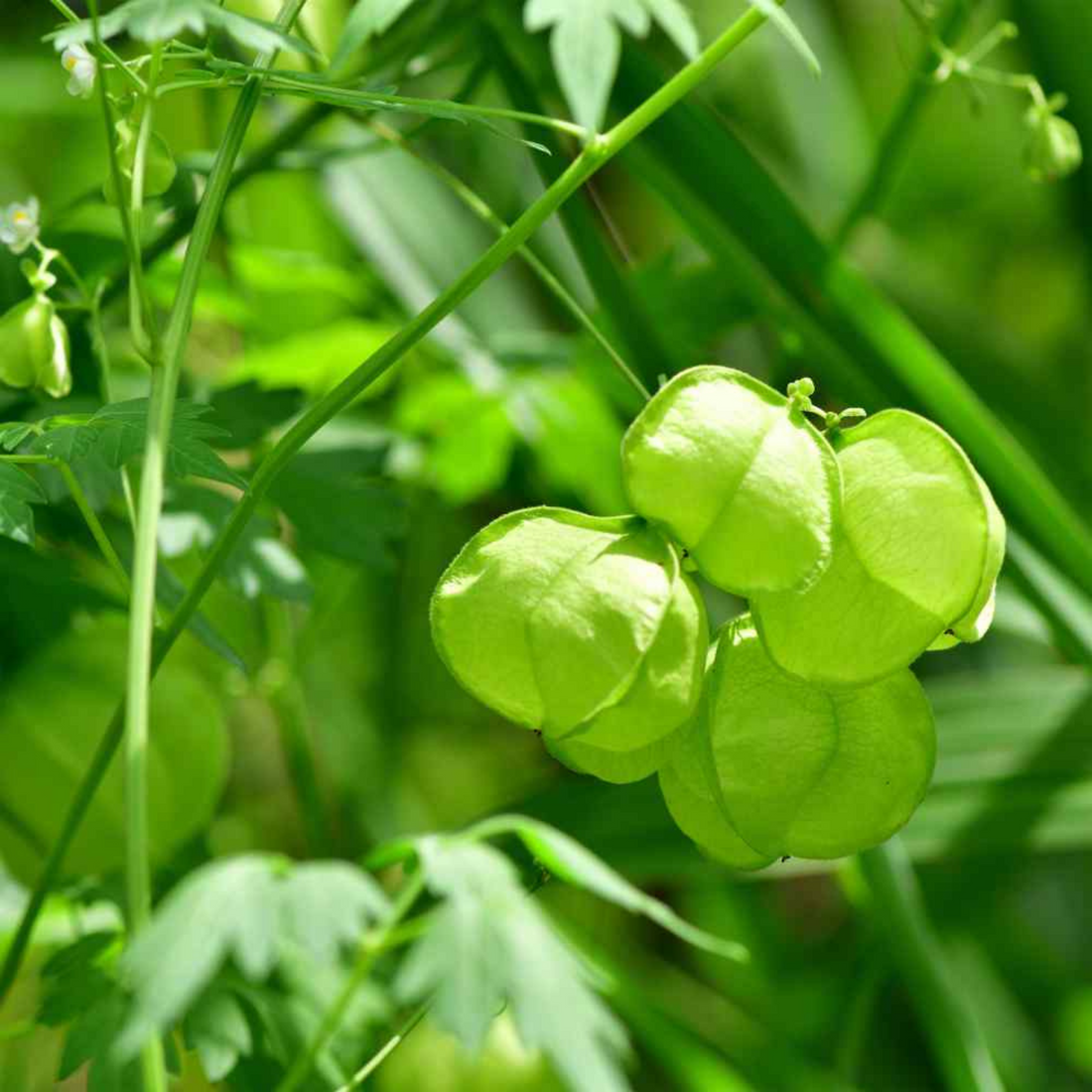 Organic Uzhinja / Balloon Vine Seeds - Open Pollinated