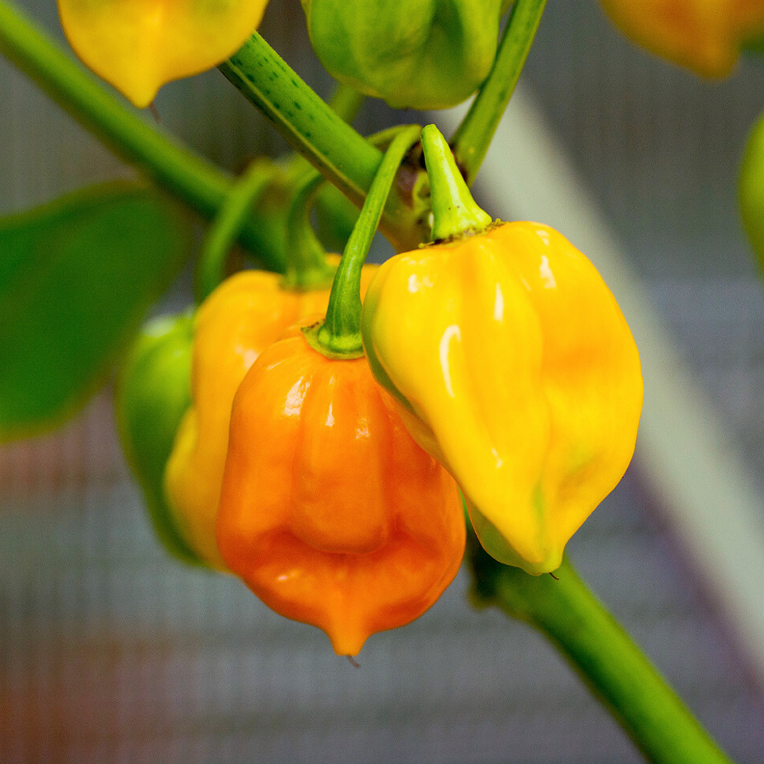 Organic Yellow Mali Chilli Seeds - Open Pollinated