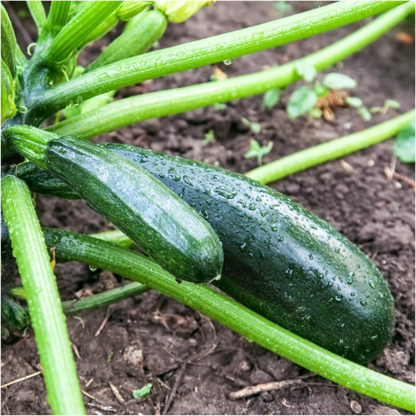 Organic Zucchini Long Green Seeds - Open Pollinated