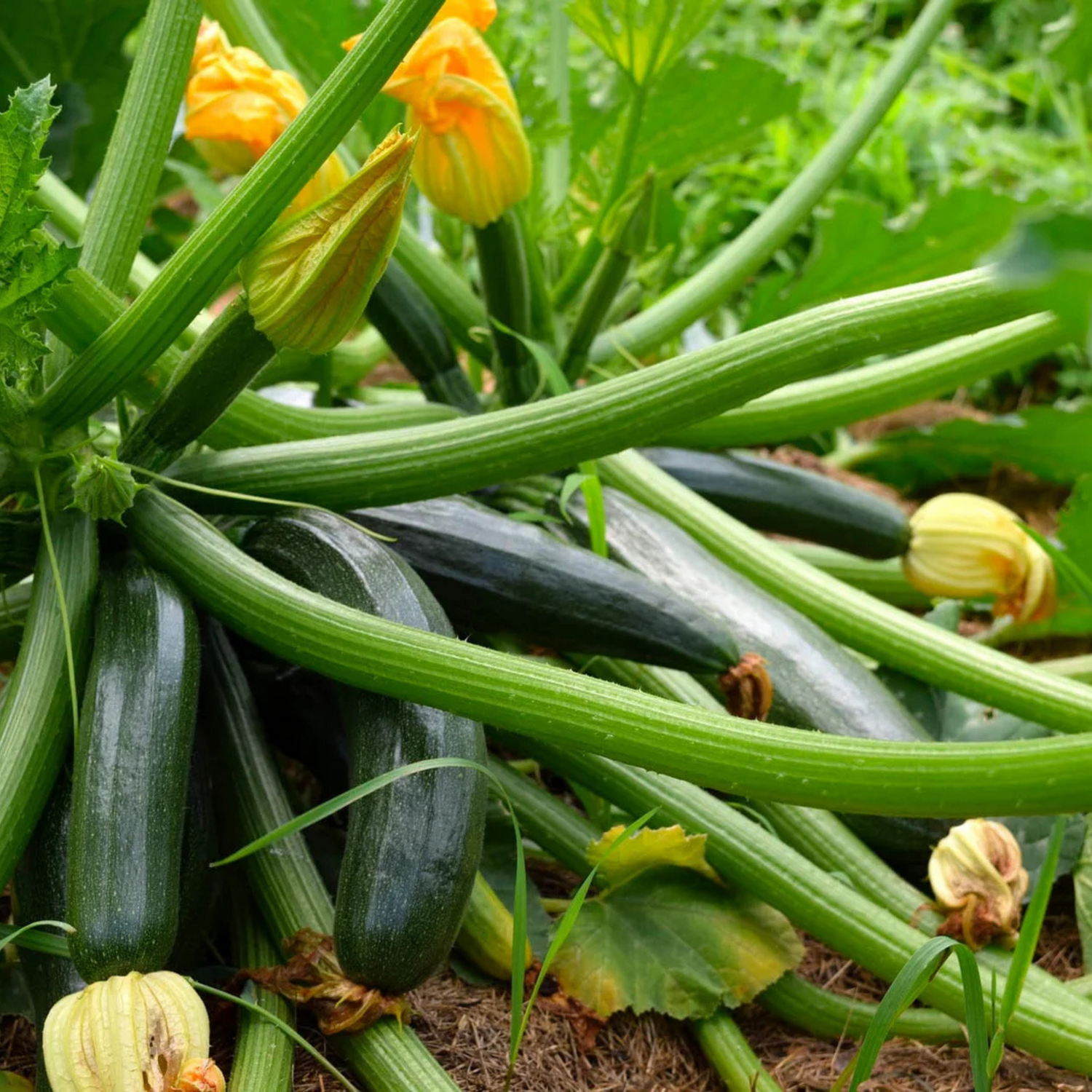 Organic Zucchini Long Green Seeds - Open Pollinated