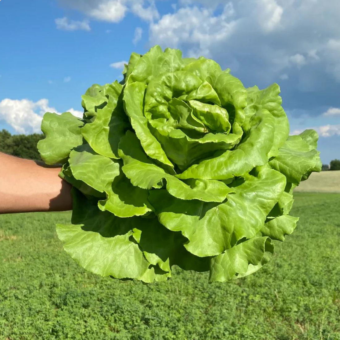 Organic Butterhead Lettuce Seeds - Open Pollinated