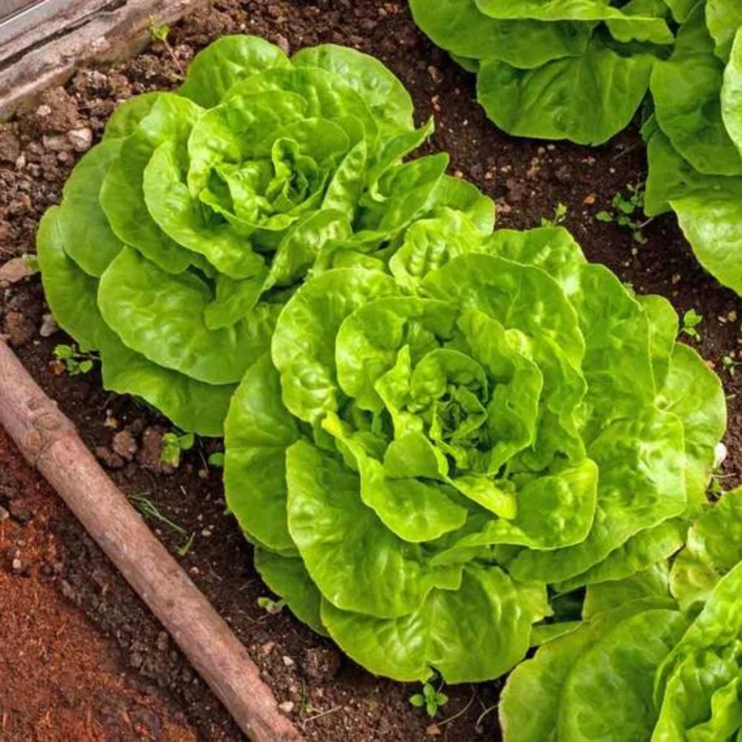 Organic Butterhead Lettuce Seeds - Open Pollinated