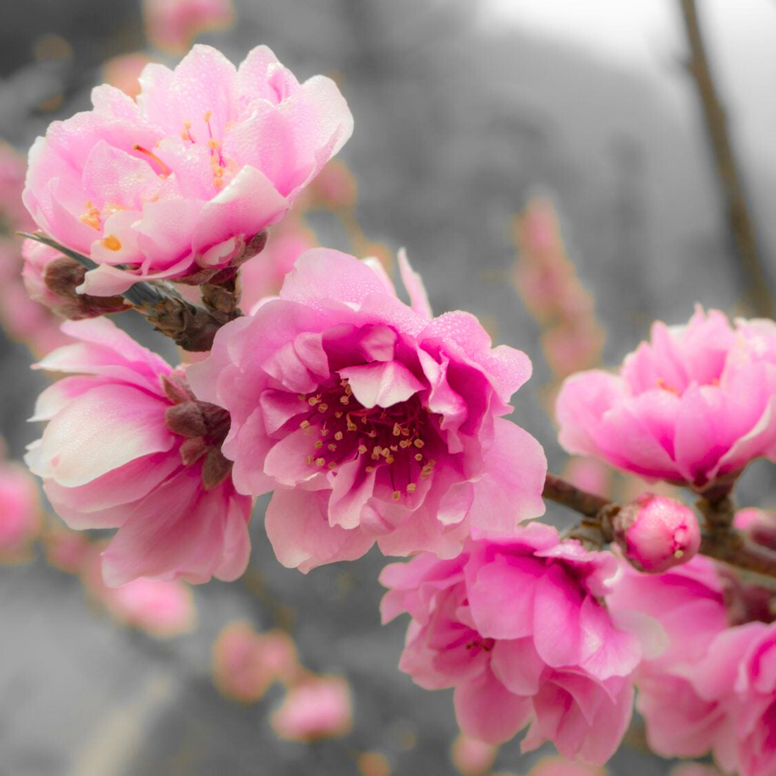 Ornamental Peach Tree (Prunus persica) Rare All Time Flowering Live Plant