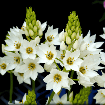 Ornithogalum thyrsoides (Chinkerinchee) Flowering Live Plant