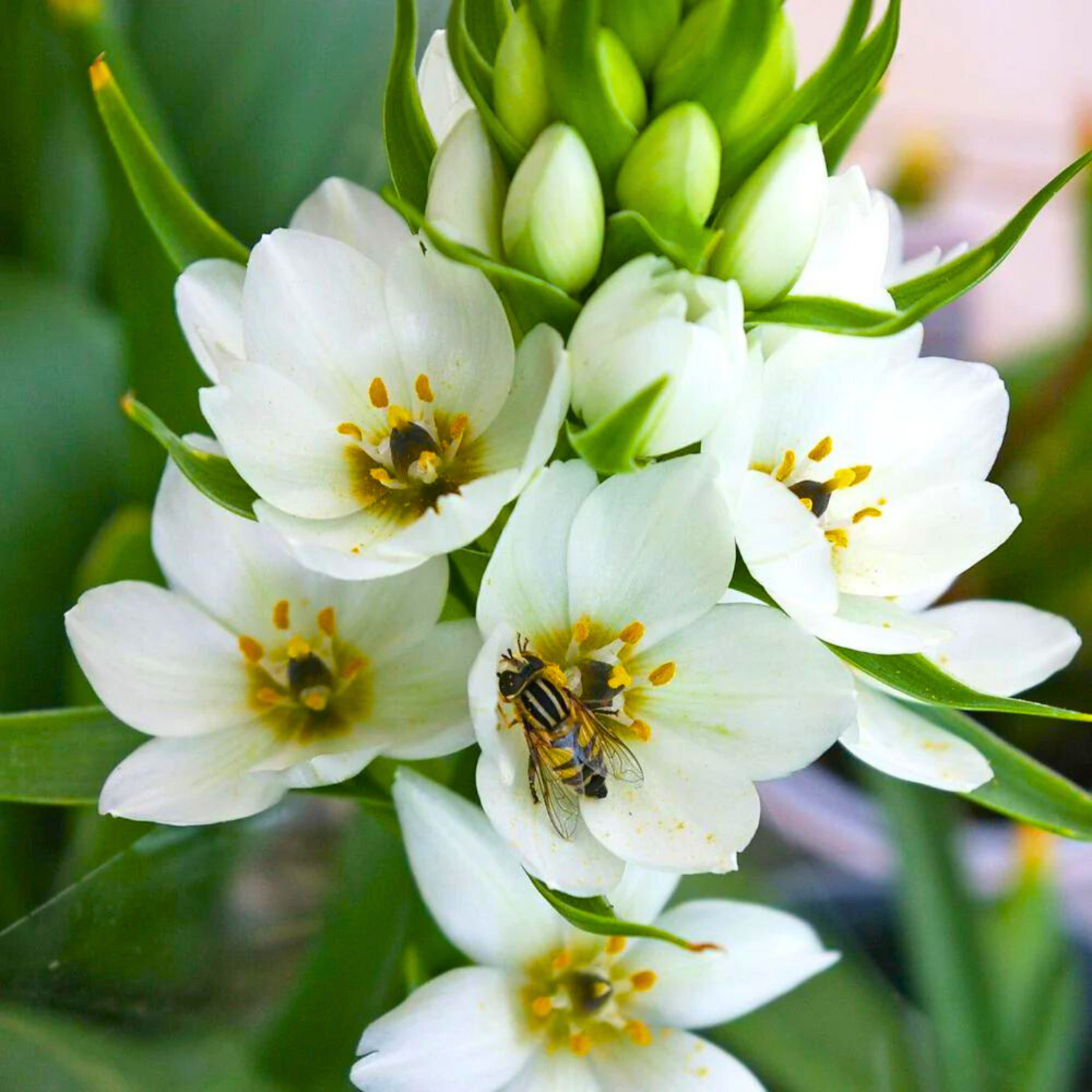 Ornithogalum thyrsoides (Chinkerinchee) Flowering Live Plant