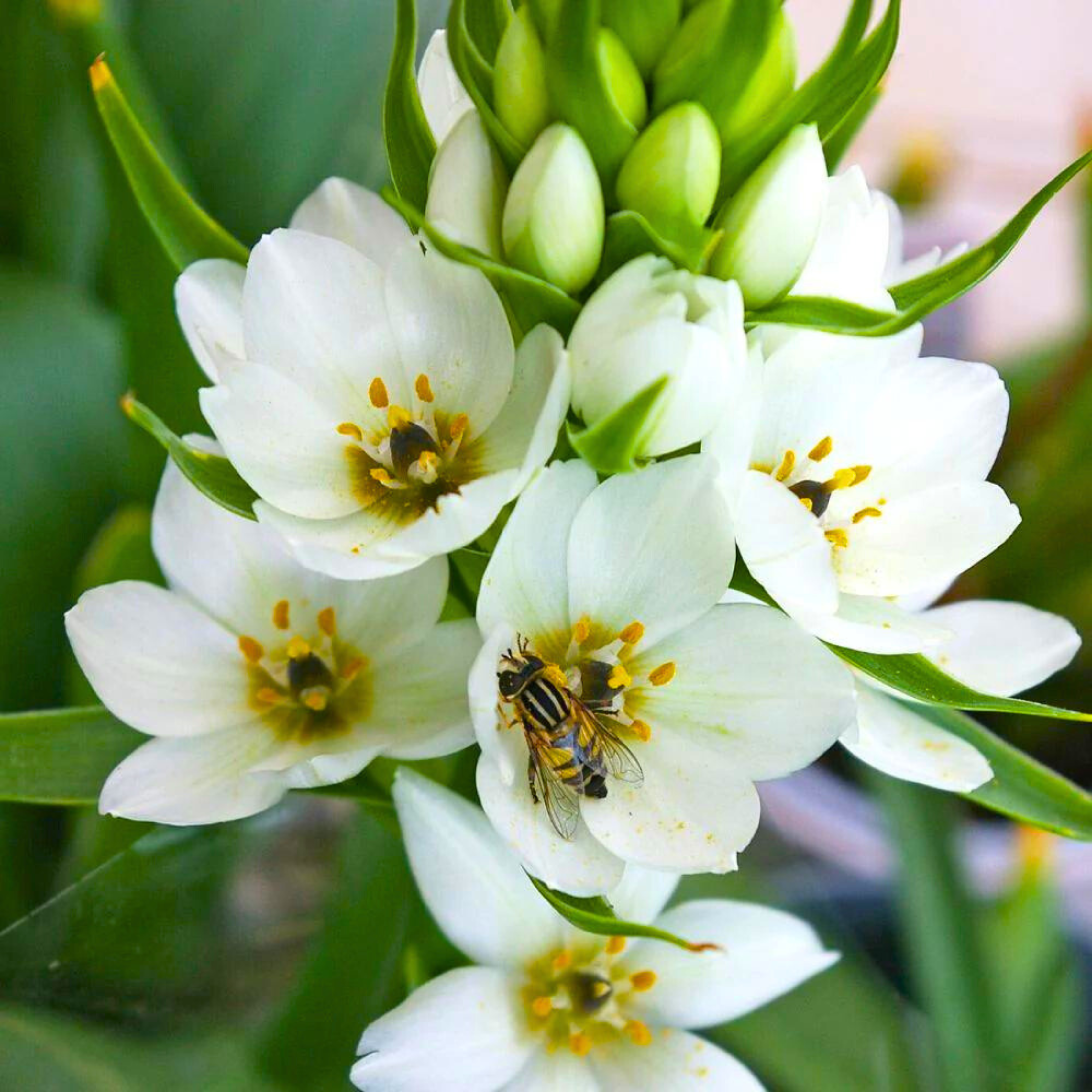 Blue Iris/spurious Iris All Time Flowering Live Plant