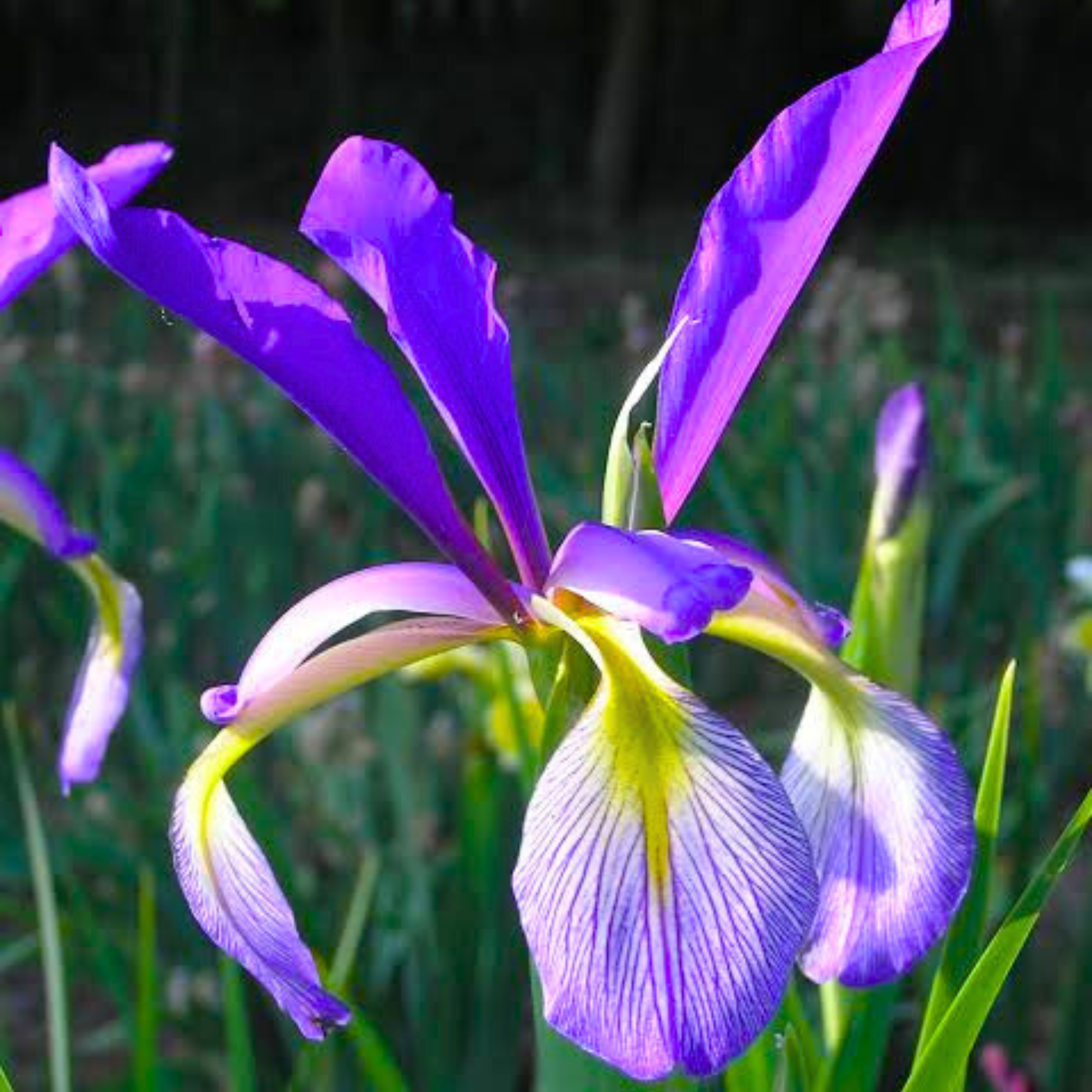 Blue Iris/spurious Iris All Time Flowering Live Plant