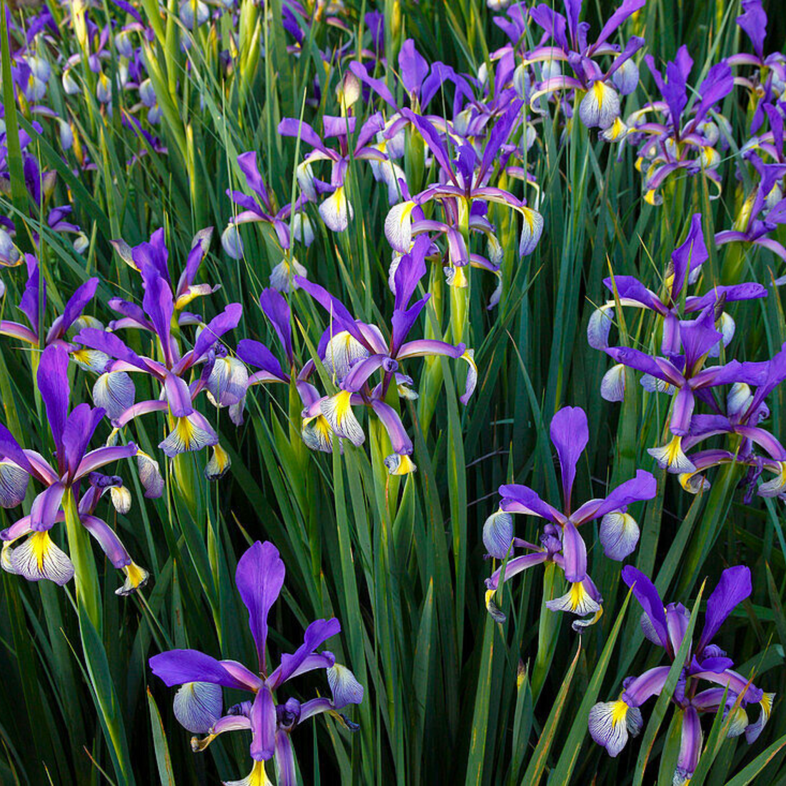 Blue Iris/spurious Iris All Time Flowering Live Plant