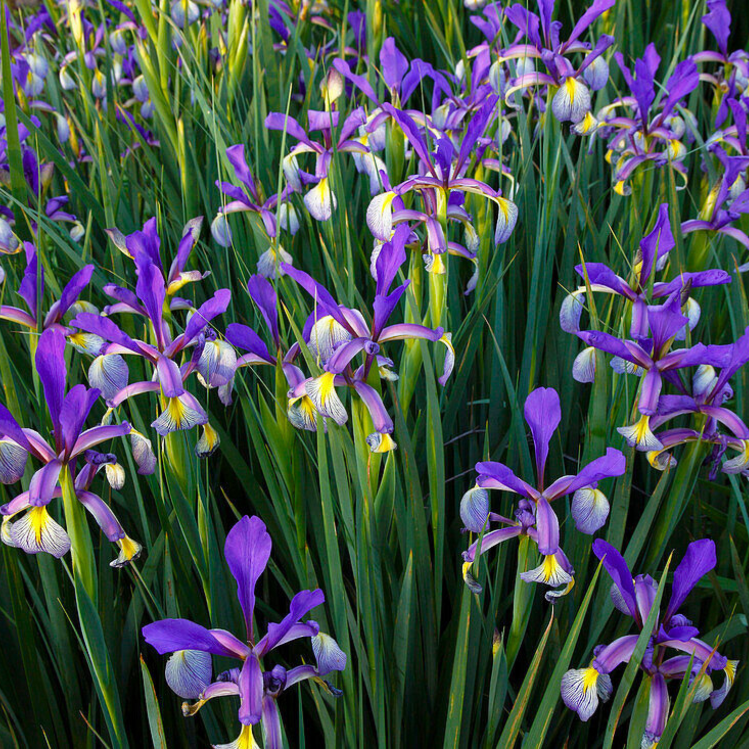 Blue Iris/spurious Iris All Time Flowering Live Plant