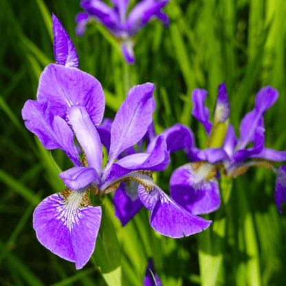 Blue Iris/spurious Iris All Time Flowering Live Plant