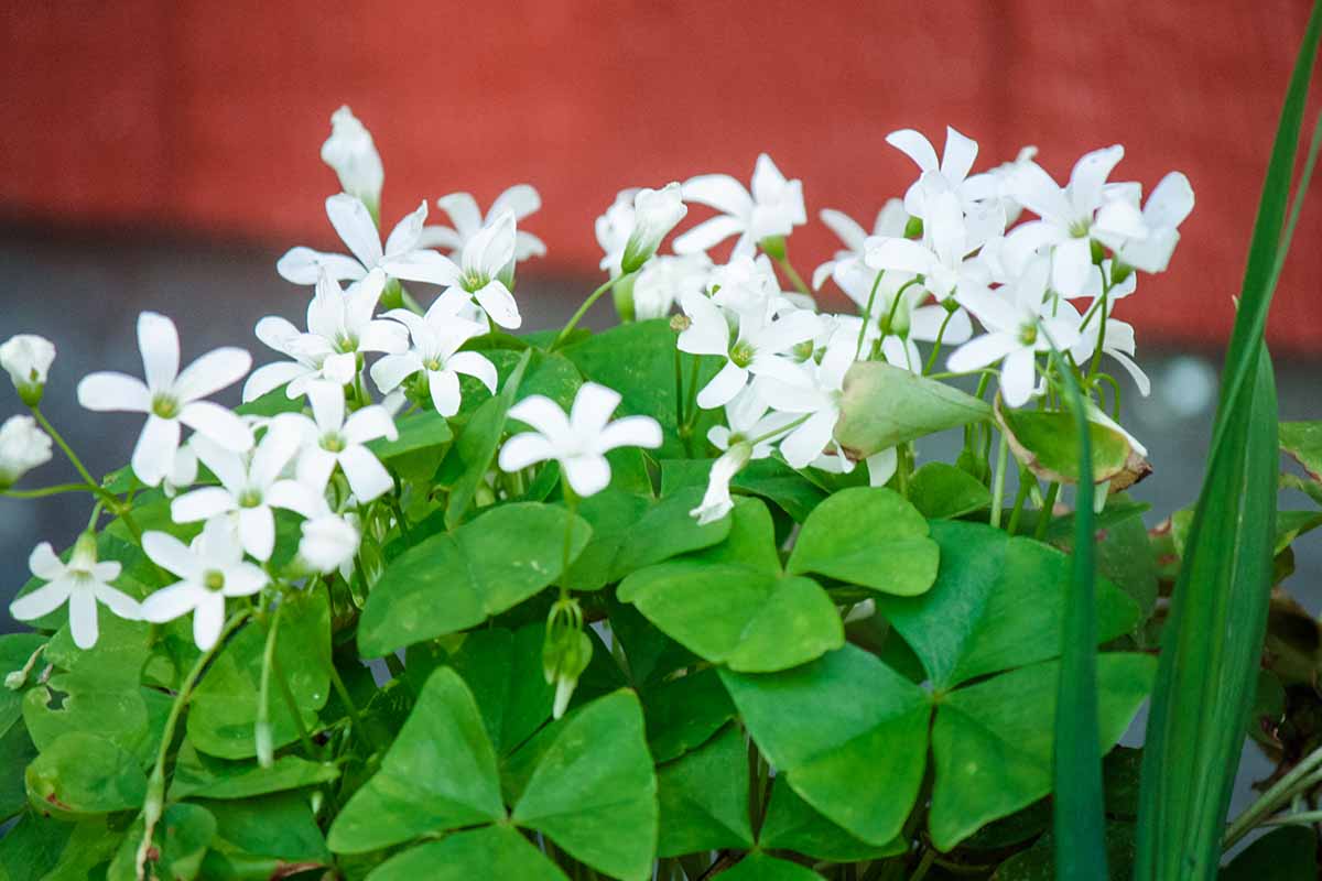 Oxalis Green with White Flowers Indoor Live Plant