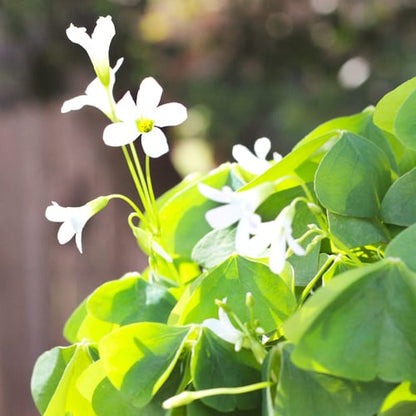 Oxalis Green with White Flowers Indoor Live Plant