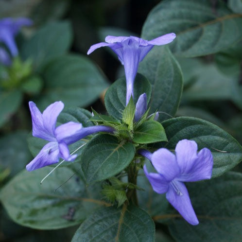 December Flower (Spatika) - Blue Flowering Live Plant
