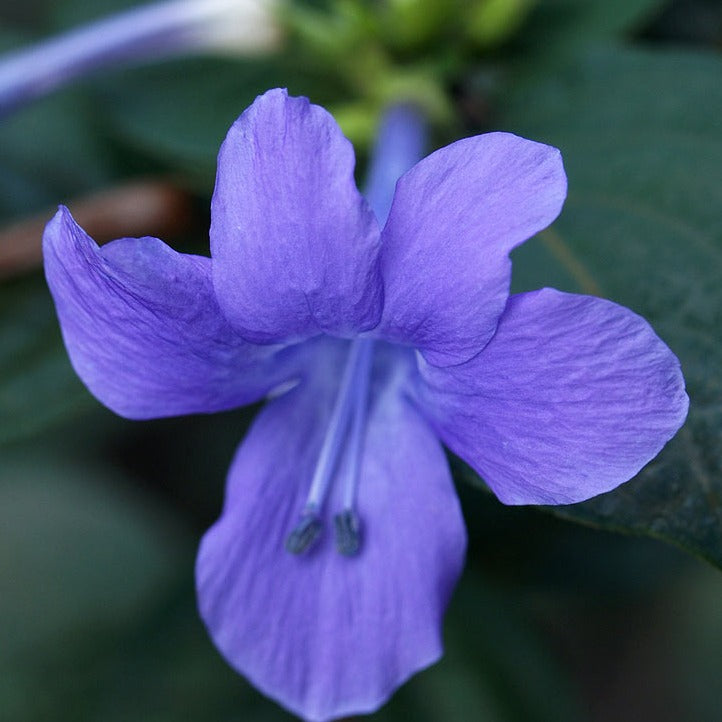 December Flower (Spatika) - Blue Flowering Live Plant