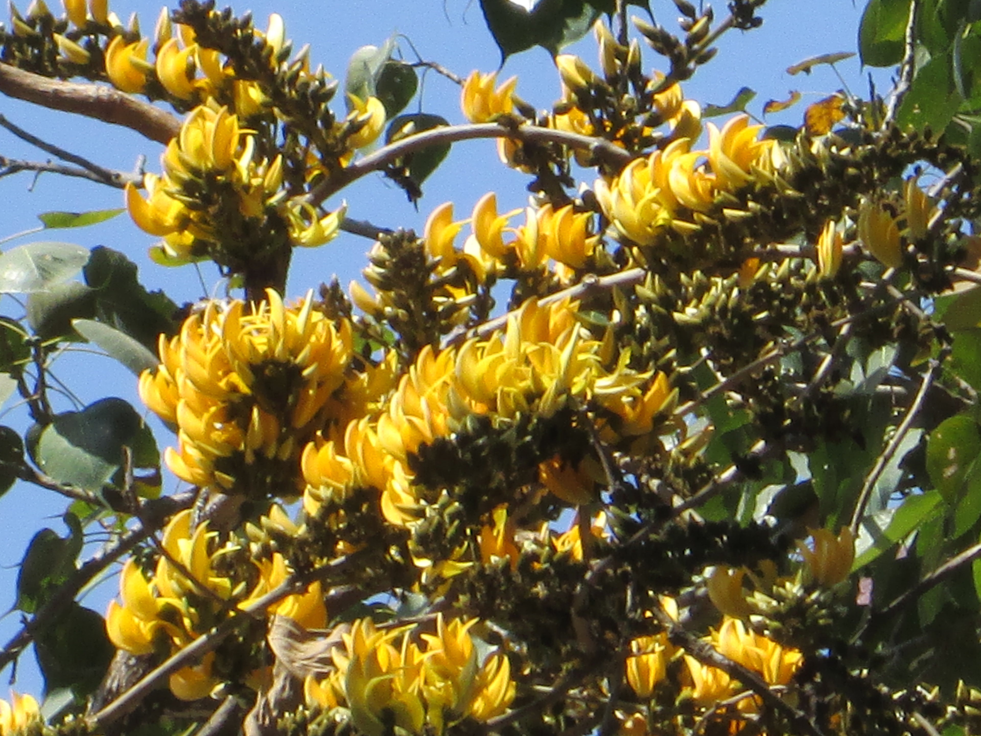 Yellow Palash All Time Flowering Layered Live Plant