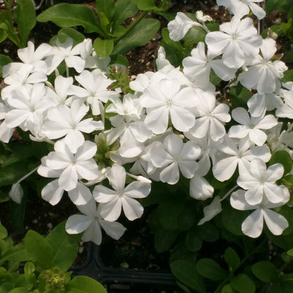 Plumbago White (Auriculata) Flowering Live Plant
