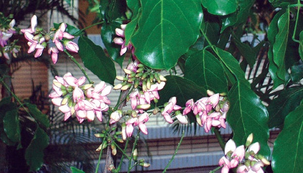 Indian Beech Tree (Millettia pinnata) Rare Live Plant