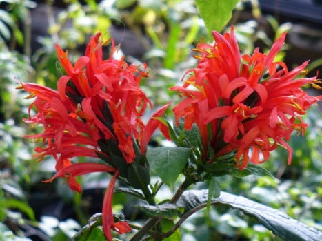 Jacobina Red All Time Flowering Live Plant