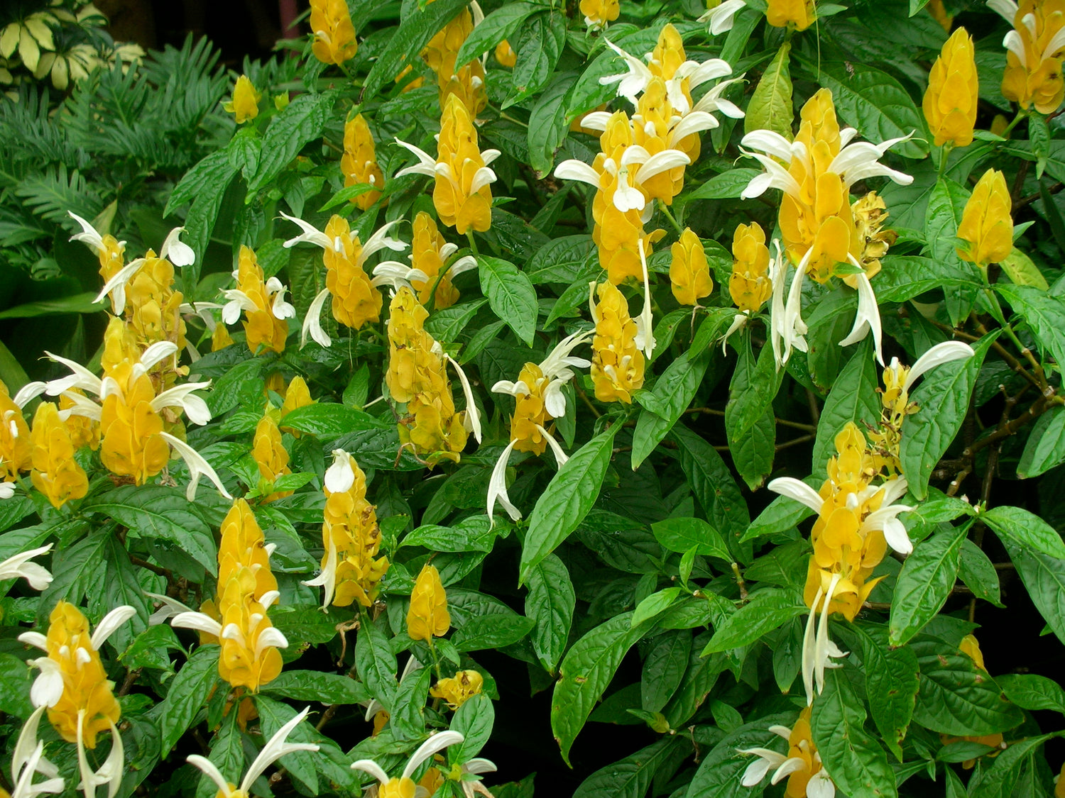 Yellow Lollipop Flowering Live Plant