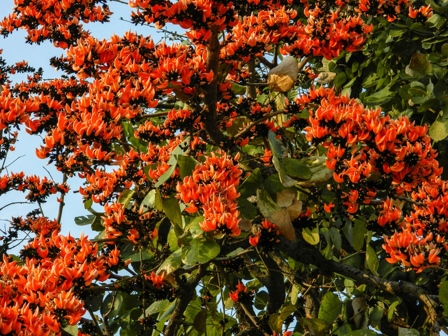 Yellow Palash &amp; Red Palash Combo All Time Flowering Layered Live Plants