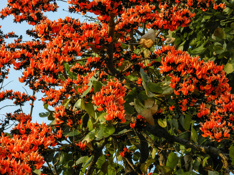 Red Palash (Butea monosperma) All Time Flowering Layered Live Plant