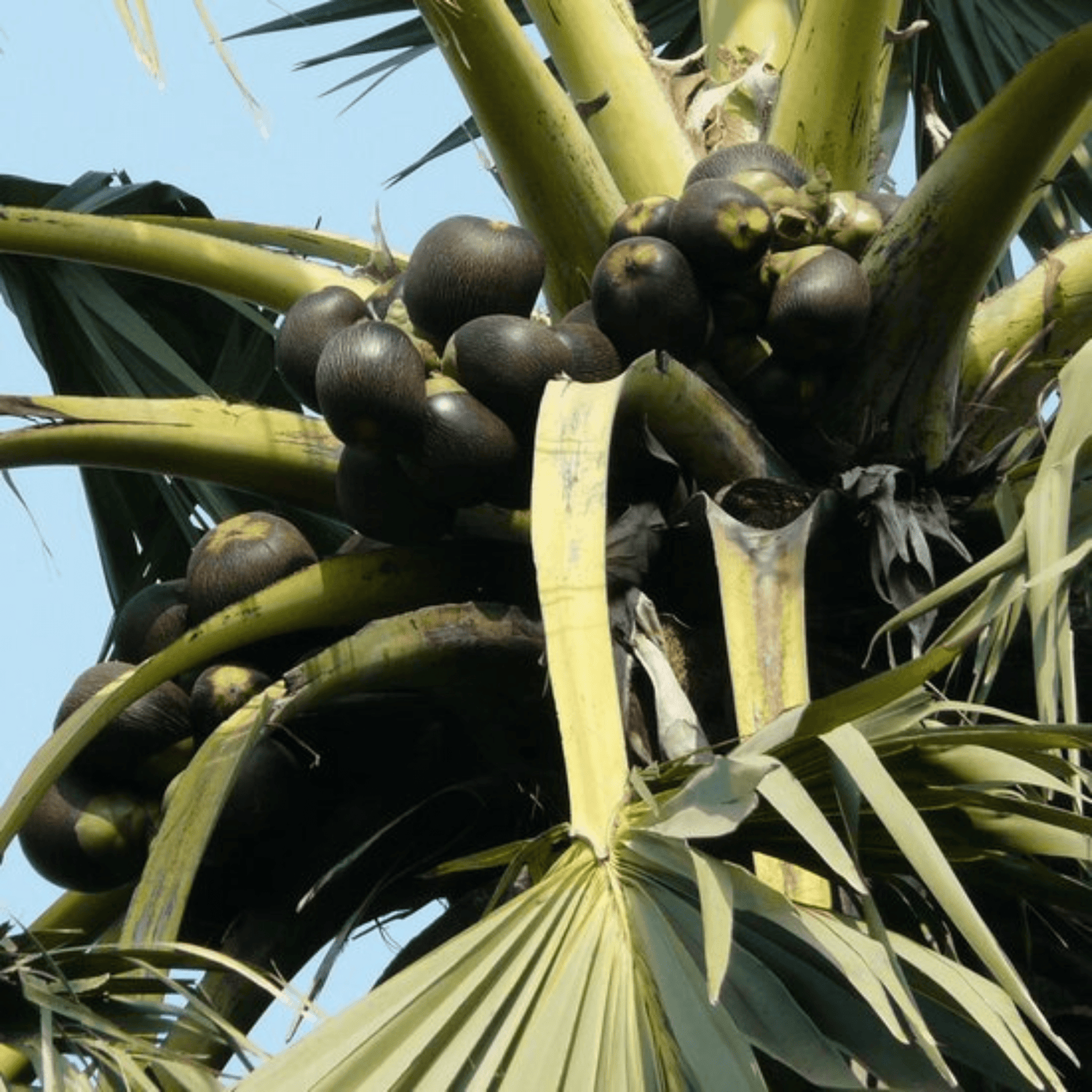 Palmyra Palm (Borassus flabellifer) Live Plant