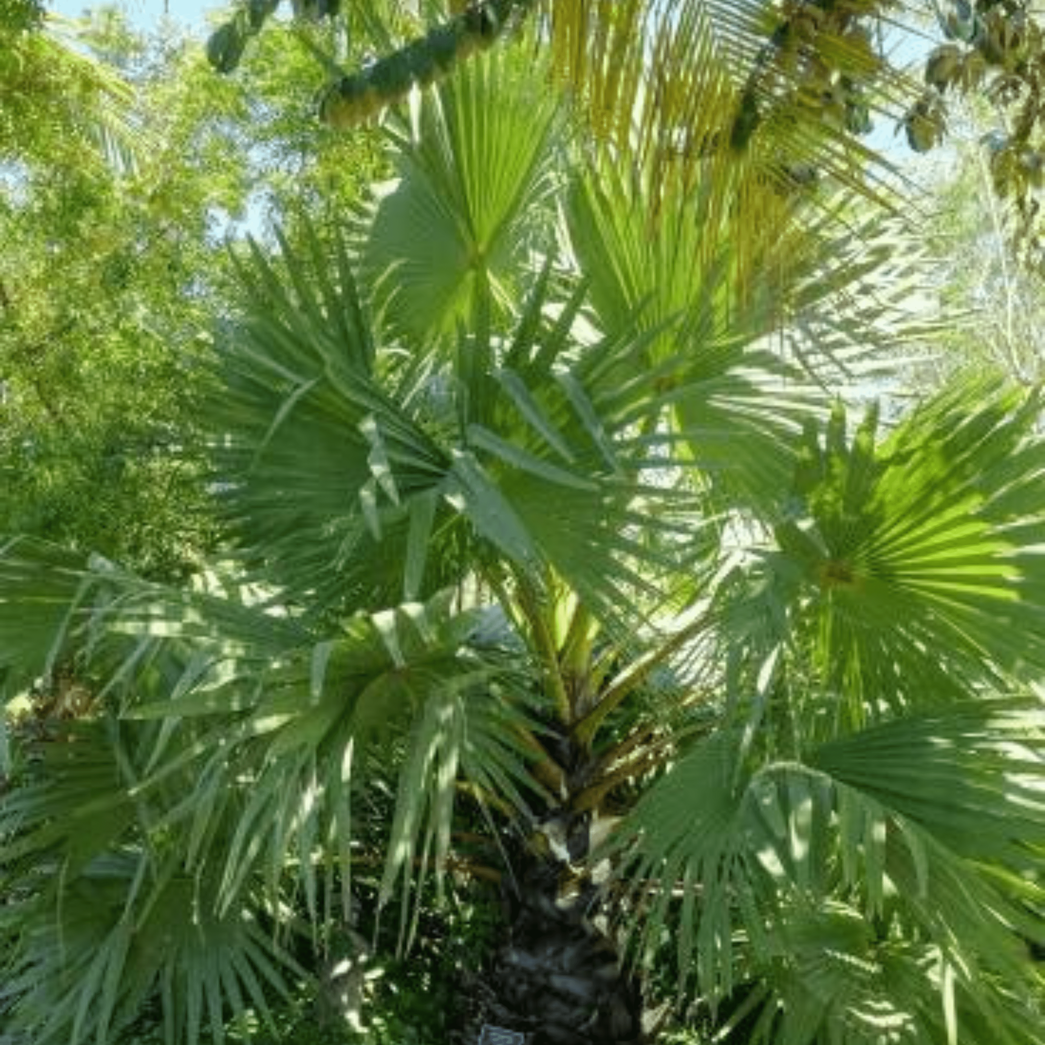 Palmyra Palm (Borassus flabellifer) Live Plant