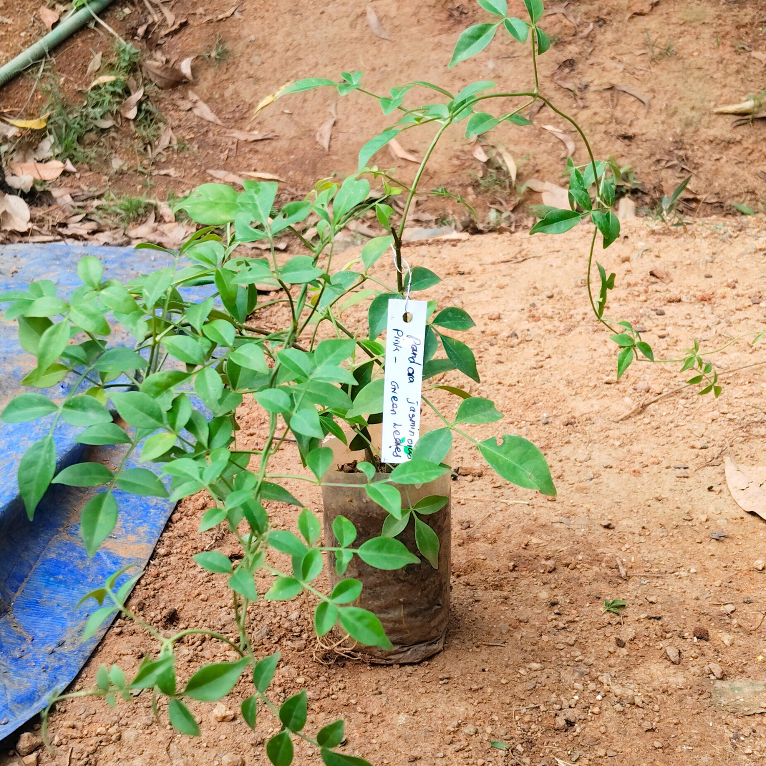 Pandora Jasminoids Pink Flowering Live Plant - Green Leaves
