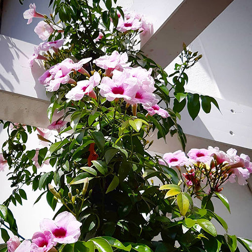 Pandora Jasminoids Pink Flowering Live Plant - Green Leaves