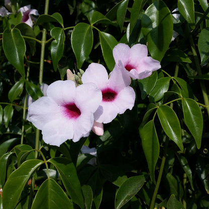 Pandora Jasminoids White Flowering Live Plant - Green Leaves