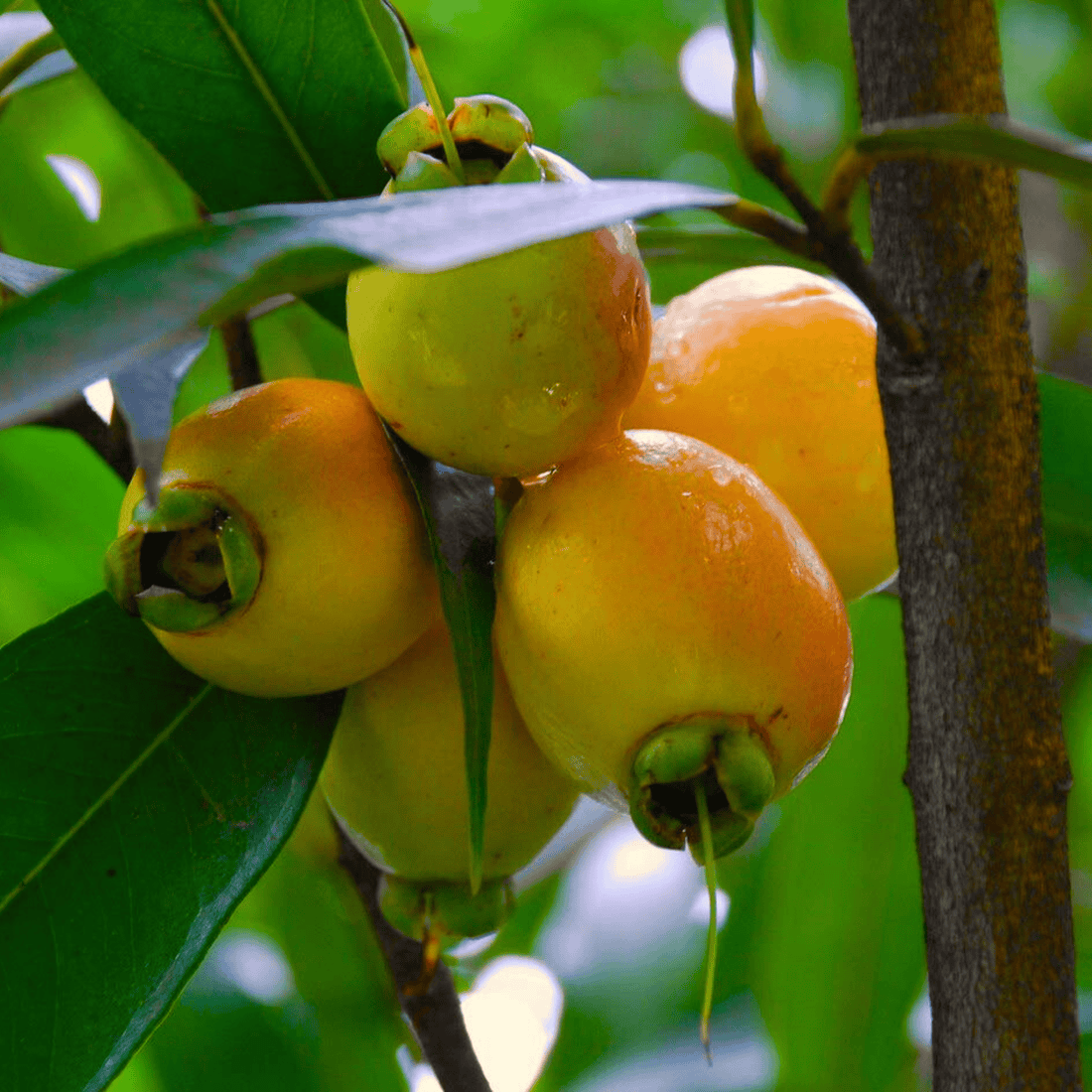 Paneer Champa (Syzygium jambos) Fruit Live Plant