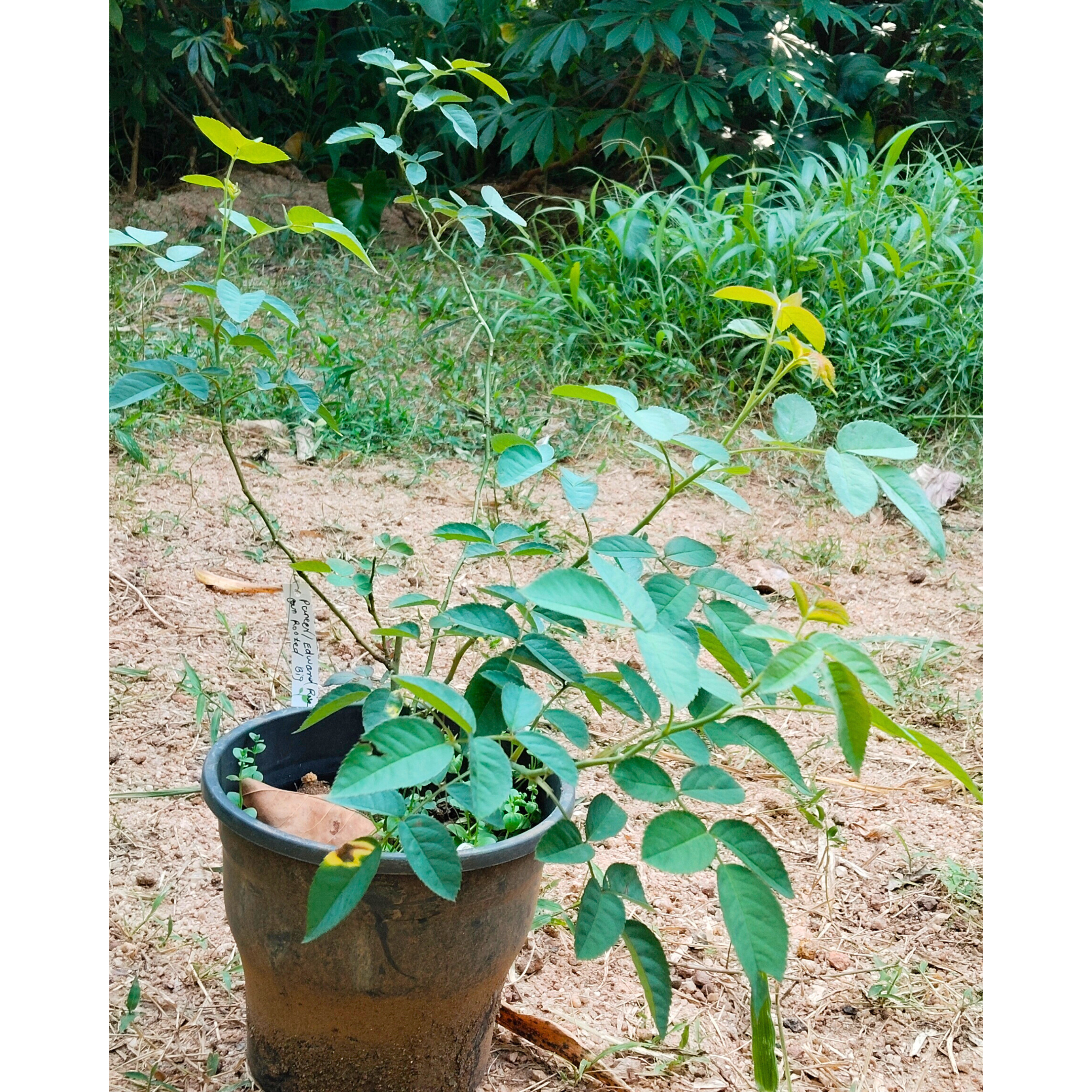 Paneer / Edward Rose Own Rooted Live Plant